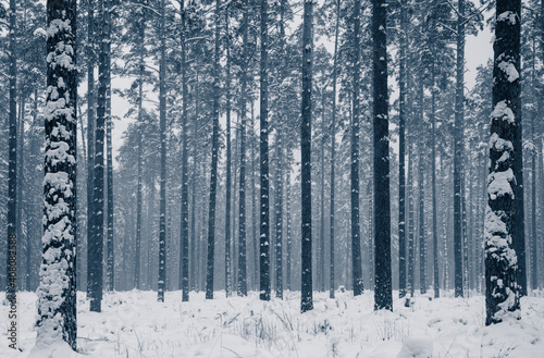 snow covered trees © Aurelijus
