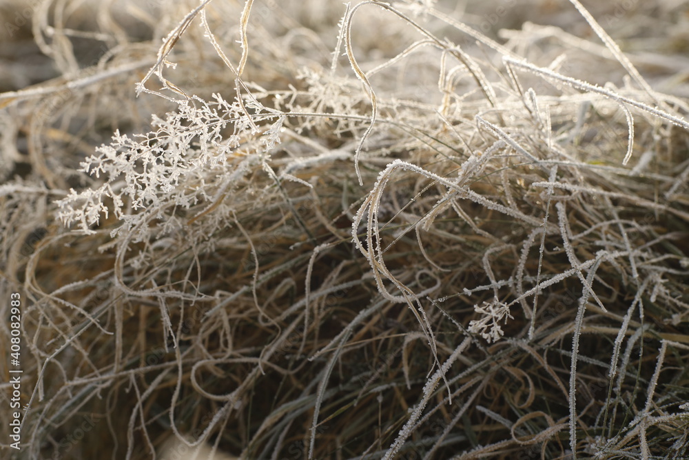 Frozen grass, leaves, winter, frost Frozen grass, leaves, winter, frost
