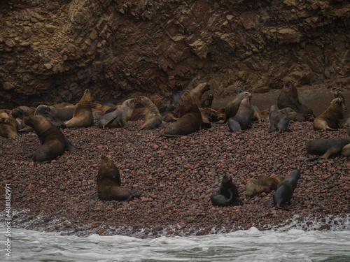 Panorama view of fur seals and sea lions on rocky stone beach Islas Ballestas Islands Paracas Reserve Peru South America photo