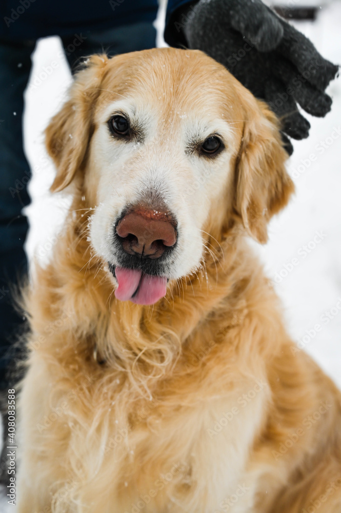 Portrait of cute golden retriever dog outside at winter. A lot of snow. Man`s arm. Portrait of cute golden retriever dog outside at winter. A lot of snow. Man`s arm.