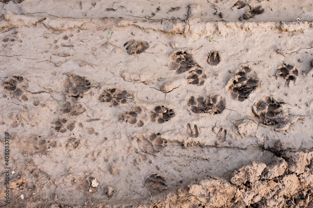 Fototapeta premium dog footprints