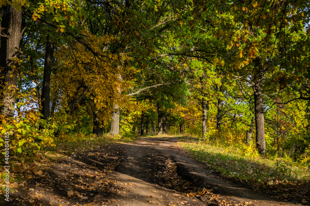 gravel road with foliage in sunny autumn forest in countryside, Samara, Russia