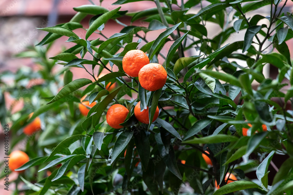 Mandarin tree with fruit growing in the yard near house.