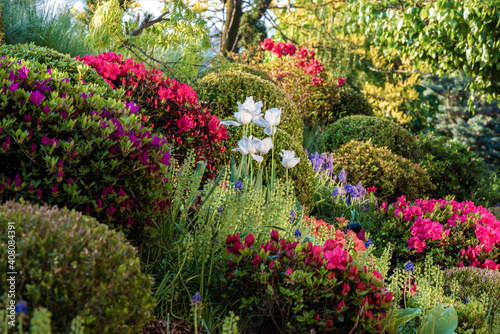 Fototapeta Naklejka Na Ścianę i Meble -  Wiosenny ogród pełen kwitnących azalii i  kolorowych rododendronów