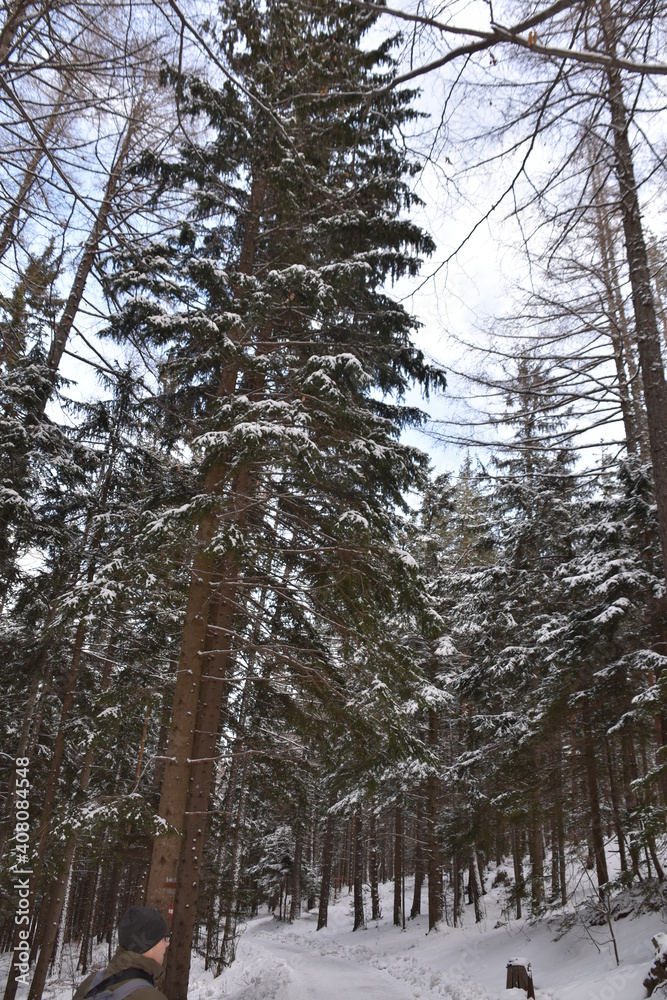 Fototapeta premium Wald im Winter