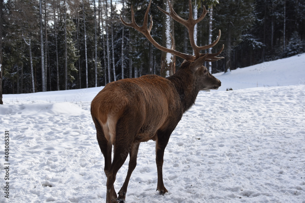 Hirsch im Winter Hirsch im Winter