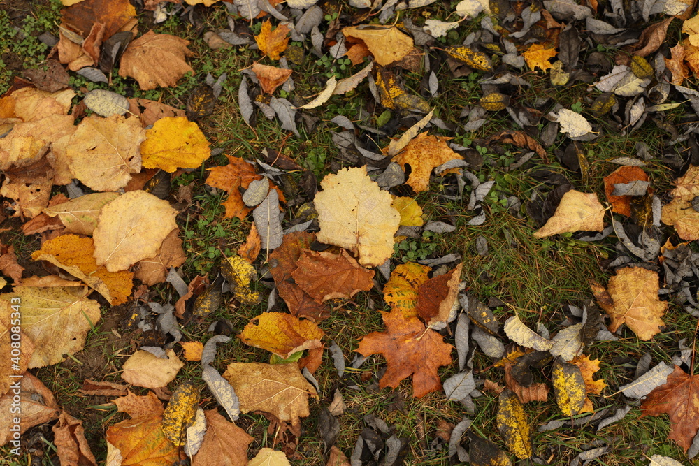 Fallen leaves, autumn