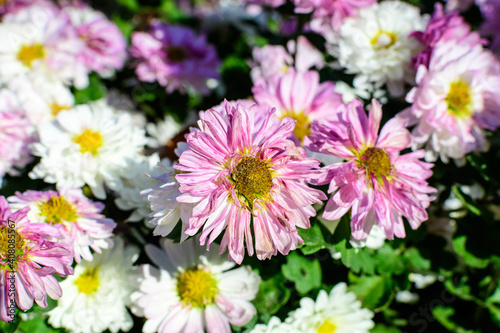 Many vivid pink and white Chrysanthemum x morifolium flowers in a garden pot in a sunny autumn day  beautiful colorful outdoor background photographed with soft focus.