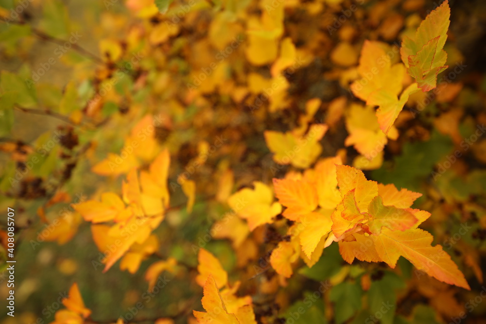 Fallen leaves, autumn