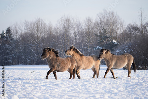Wild horses in snowy field © alexugalek