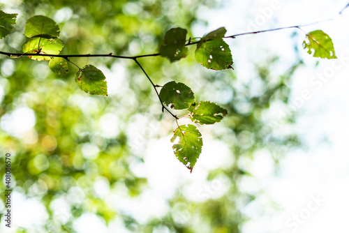 Birch Tree Leaves