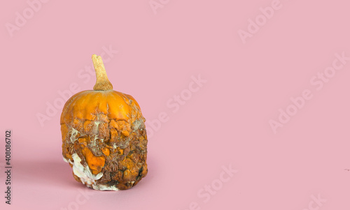 rotten missing pumpkin. Rotten moldy pumpkin on pink background. A photo of the growing mold. Food contamination, bad spoiled disgusting rotten fruit. food leftovers.Copy space. photo