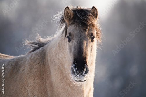 Wild horse portarait