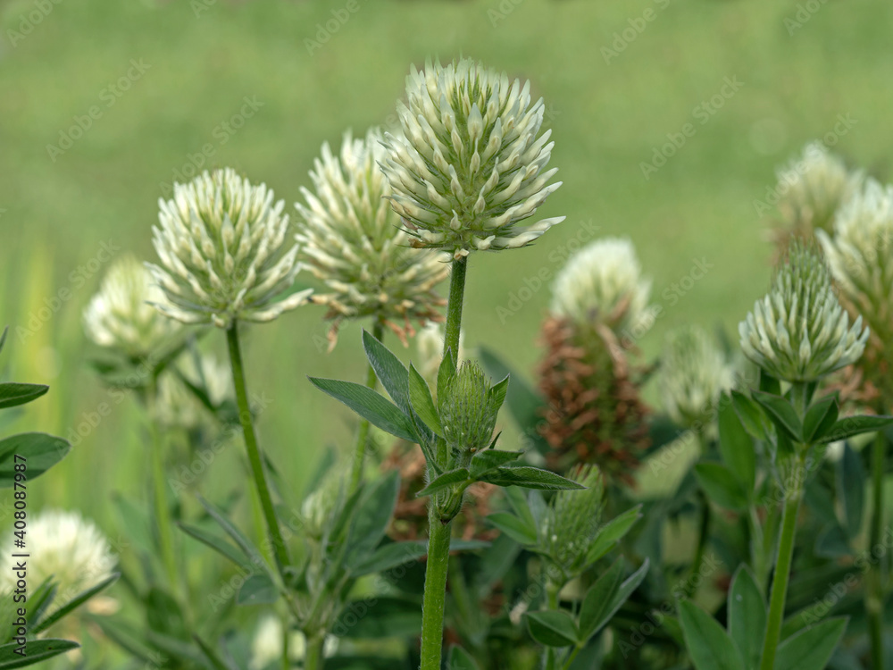 White flowers of sulphur clover, Trifolium ochroleucon, growing in a garden White flowers of sulphur clover, Trifolium ochroleucon, growing in a garden