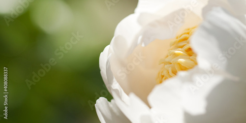 white delicate peony in a summer sunny park