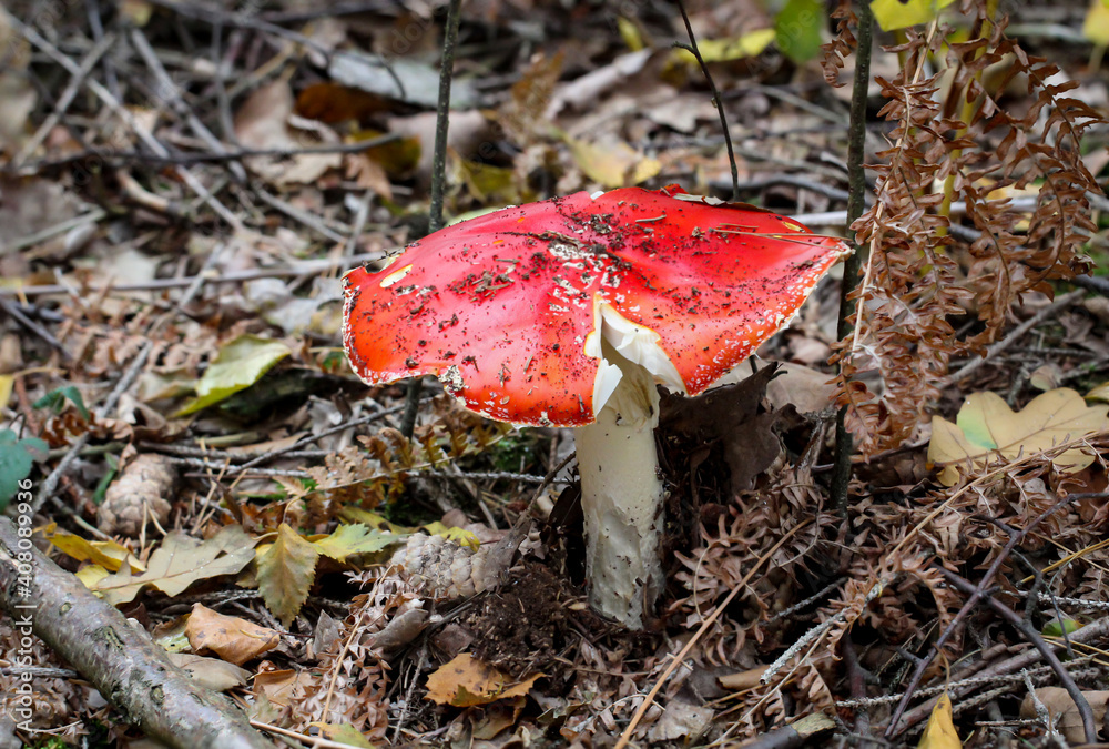 Ein Portrait eines giftigen Fliegenpilz im Wald. Ein Portrait eines giftigen Fliegenpilz im Wald.