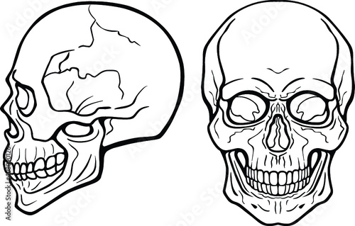 Lineal drawing: human skull, frontal view, profile view. Monochrome vector illustration isolated on white background.