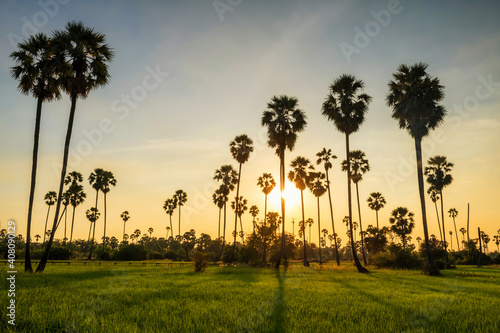 Sugar palm and rice field at sunset with light shade