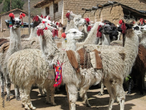 llamas peruanas, pastoreo, camilidos andinos, andes peruanos