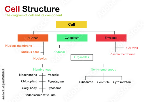 Biology diagram shows component of cell    
