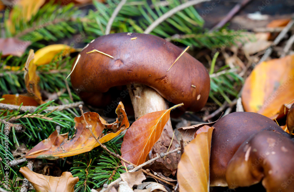 Eine Nahaufnahme eines Pilz im Herbstwald. Eine Nahaufnahme eines Pilz im Herbstwald.