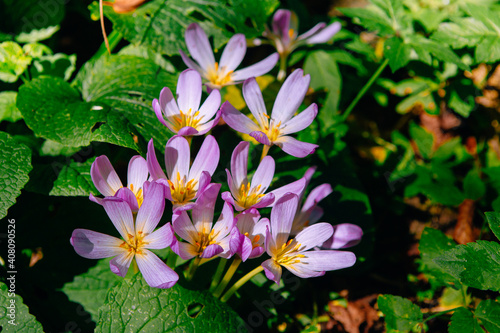 pink and yellow flowers