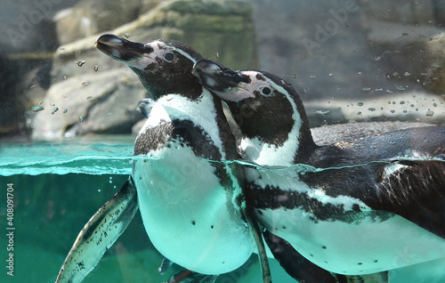 penguins at the zoo