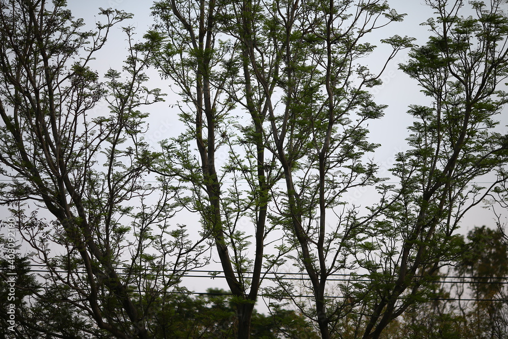 trees in the forest