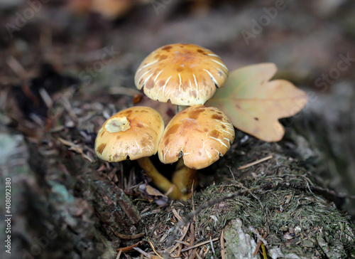 Eine Nahaufnahme eines Pilz im Herbstwald.