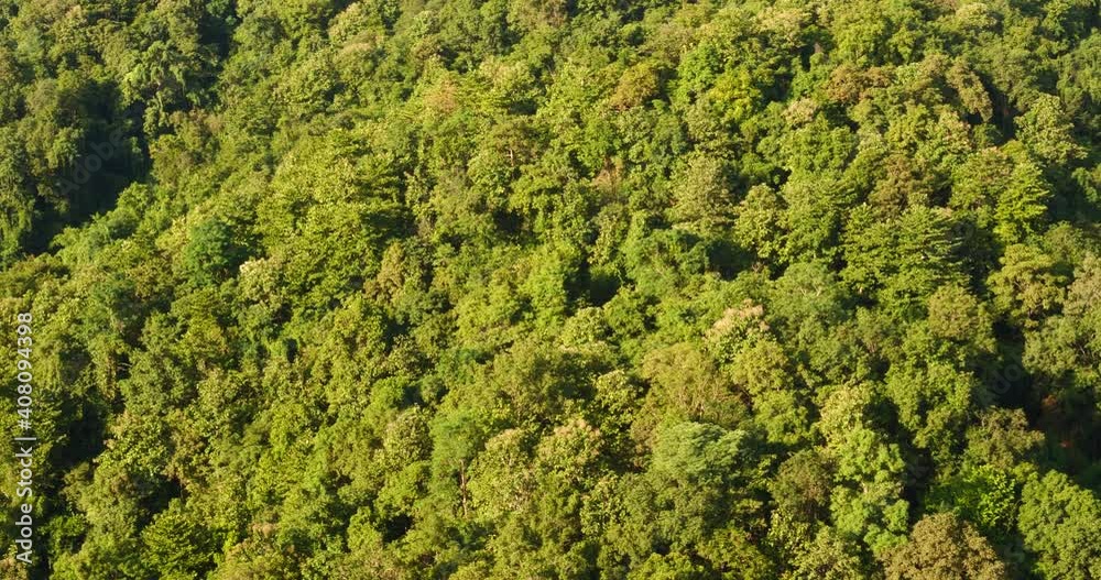Aerial view forest green tree top view nature from above background landscape wild greenery copy space. Top view tropical rain forest ecology environment. Nature rainforest tropical evergreen jungle Aerial view forest green tree top view nature from above background landscape wild greenery copy space. Top view tropical rain forest ecology environment. Nature rainforest tropical evergreen jungle