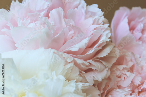 Fototapeta Naklejka Na Ścianę i Meble -  beautiful pastel pink and white peony flowers