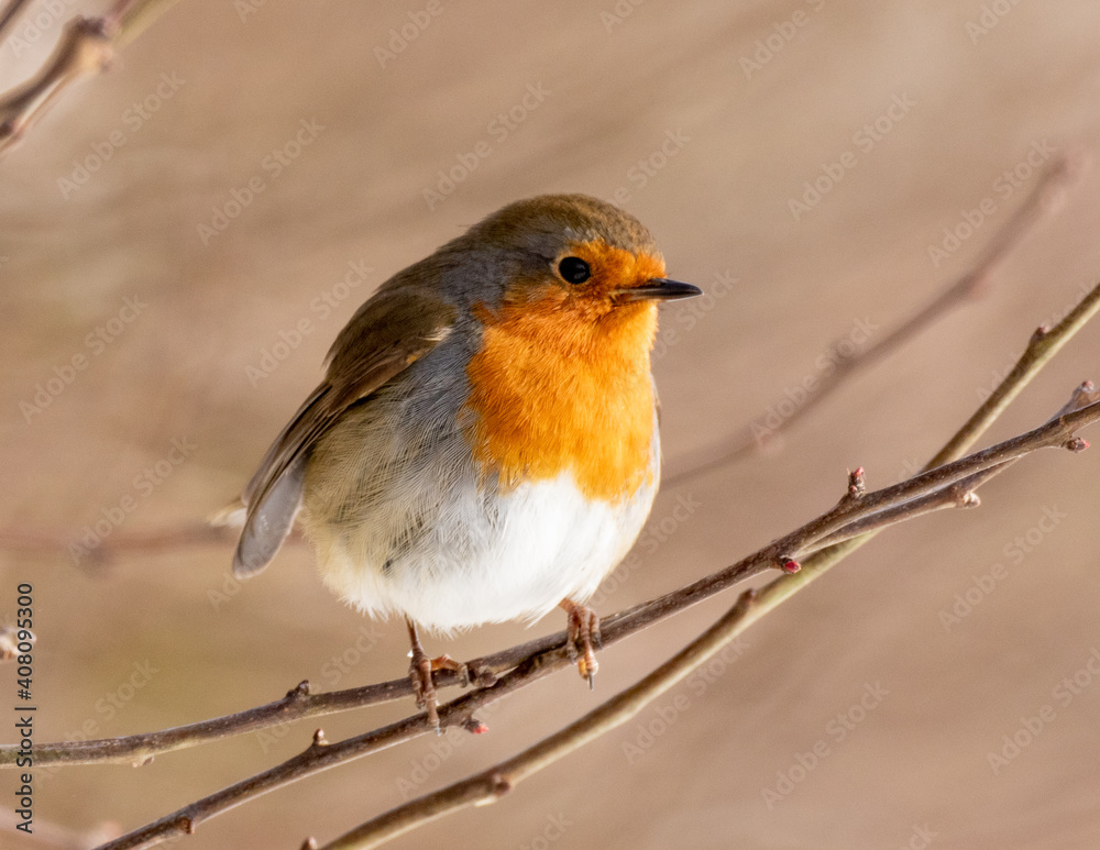 robin on a branch