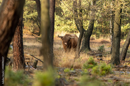Highland cattle standing on the veluwe in the netherlands.