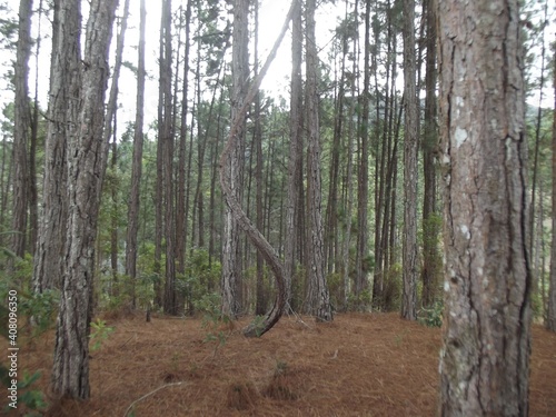 Curvas da natureza