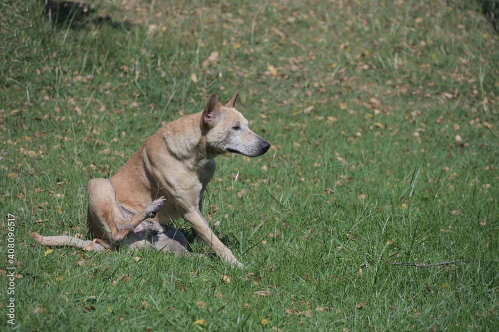 Indigenous male dogs have light brown fur, sit in the sun and are scratching their torso with their hind feet to relieve the itchy skin.Ultra-violet rays in the sun can strengthen dog coat and health.