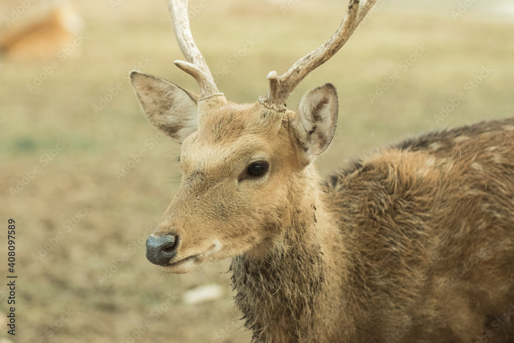 Deer in zoo