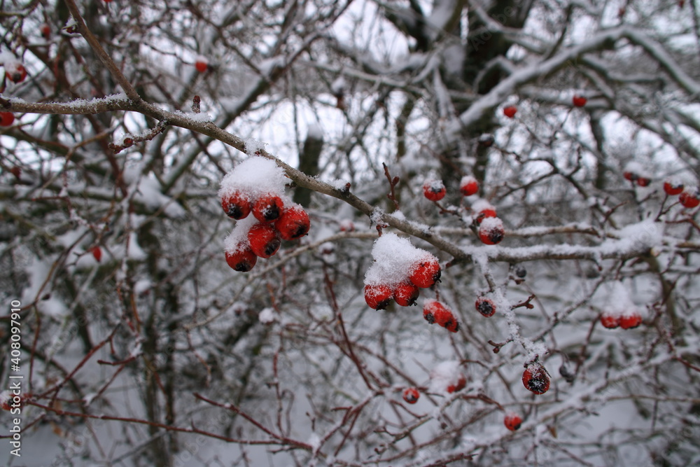 Hagebutte im Winter mit Schnee bedeckt Hagebutte im Winter mit Schnee bedeckt