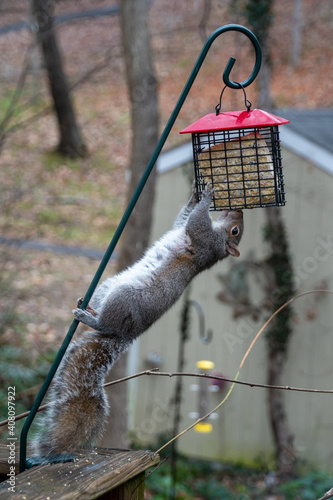 Bild auf Leinwand Squirrel hanging upside-down eating from a suet bird feeder
