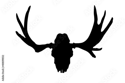 deer skull with antlers isolated on white background. Vector illustration