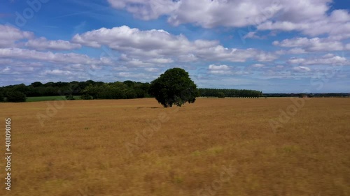 Low angle drone shot circling a lone green tree in a field. 4k