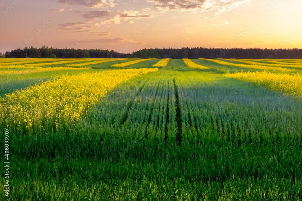 Beautiful green field of young shoots of cereals and rapeseed on the background the blue sky with clouds in spring summer in the rays of the sunset sun