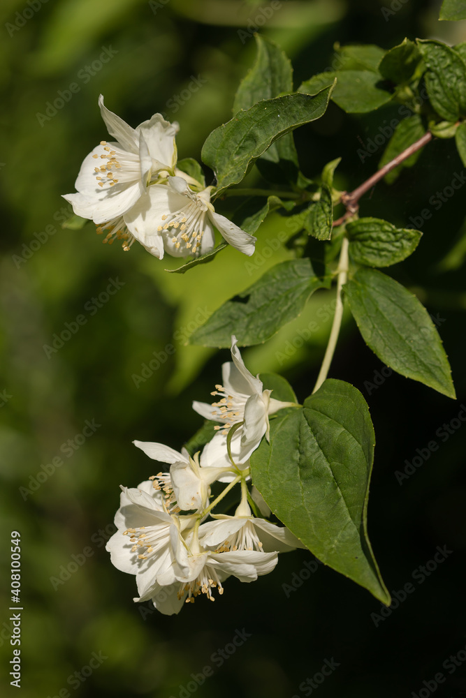 Sweet mock orange or English dogwood (Philadelphus coronarius) Sweet mock orange or English dogwood (Philadelphus coronarius)