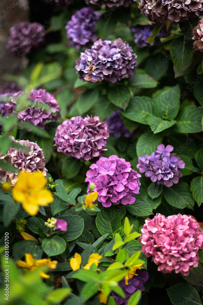 Different varieties of hydrangeas blooming in a garden. Different varieties of hydrangeas blooming in a garden.