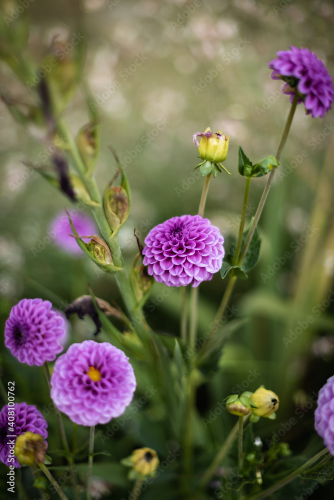 Obraz premium Multiple lilac Circular flowers growing in the garden during the summer.