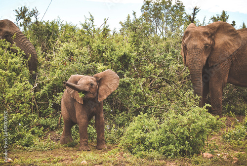Canvas Print elephants in the wild