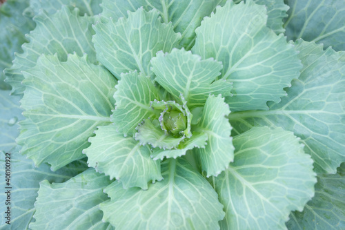 Close up on fresh green cabbage growing in the farm garden. Organic vegetable agriculture. Top view. © Patcharida