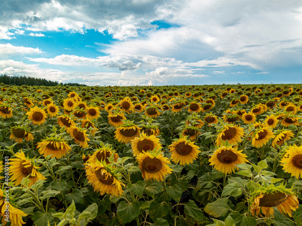 Obraz premium field of sunflowers