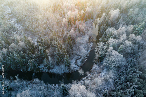 River flows through a pine wood photo