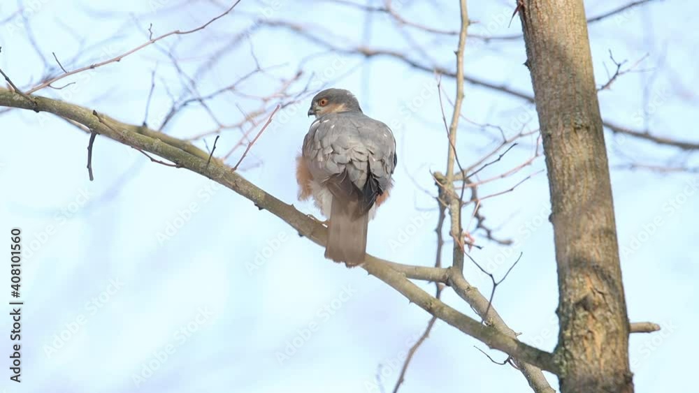 Sparrowhawk sits on a branch and flaps its wings Sparrowhawk sits on a branch and flaps its wings