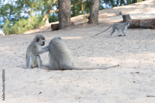 Photos delousing monkeys